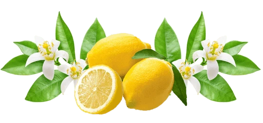 citrons, fleurs